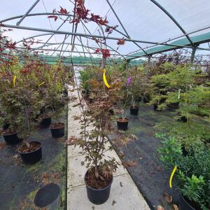 Acer palmatum 'Bloodgood' (A) 150-175 cm